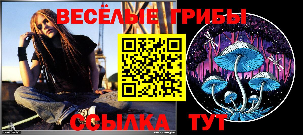 Псилоцибиновые грибы Psilocybine cubensis Лесосибирск