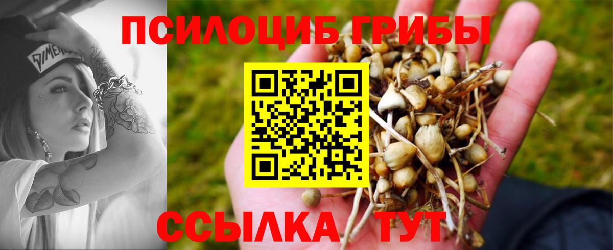 Лесосибирск  Галлюциногенные грибы Cubensis  цены   Вход с VPN 